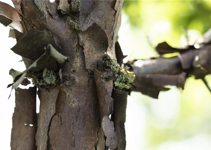 Frostrissen vorbeugen