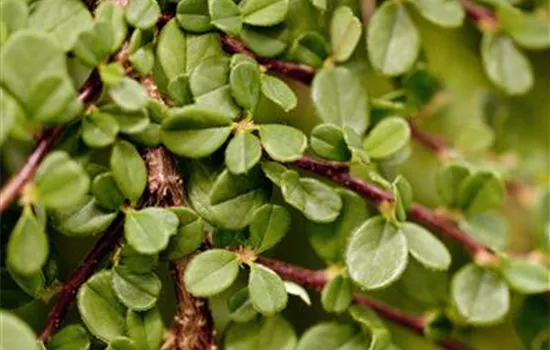 Cotoneaster procumbens 'Streibs Findling'