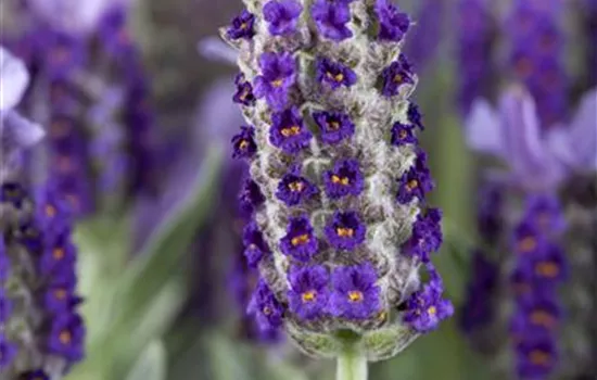 Lavandula stoechas