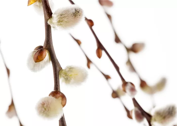 Einen Sichtschutz oder Gartenbegrenzung mit Weiden ziehen