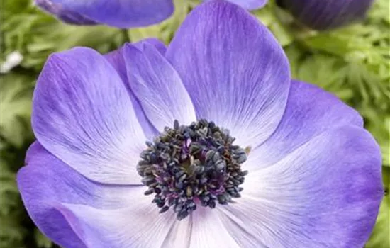 Anemone coronaria