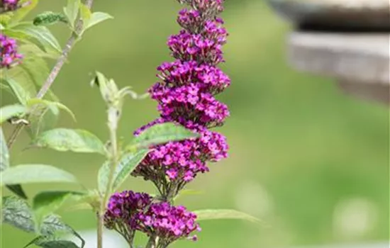 Buddleja davidii 'Summer Kids'®