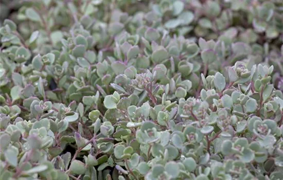 Sedum cauticola