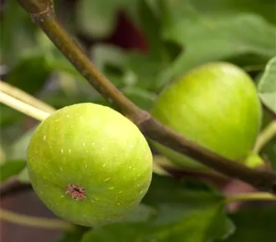 Ficus carica