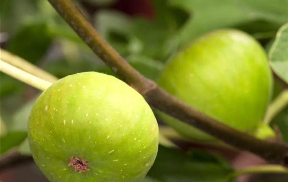 Ficus carica