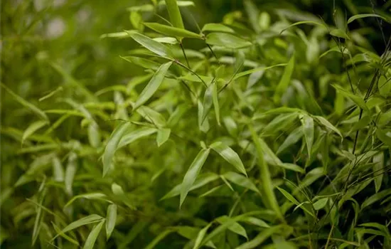 Phyllostachys aureosulcata