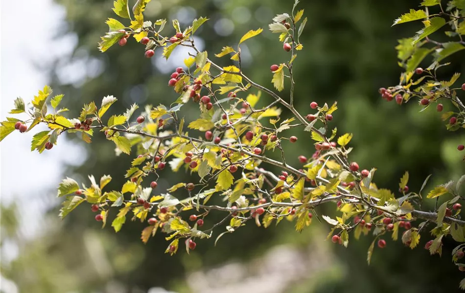 Crataegus monogyna