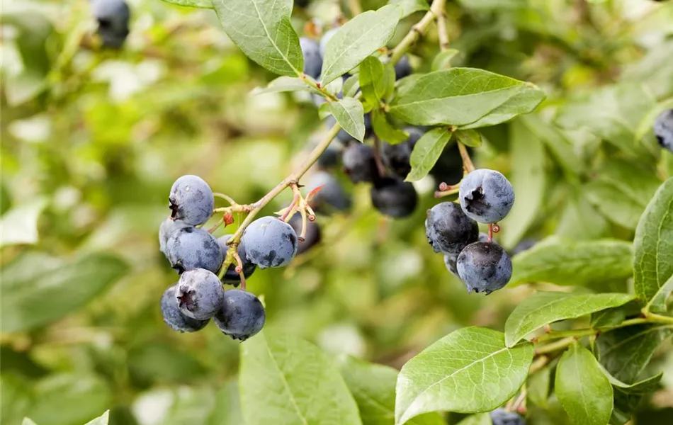 Vaccinium corymbosum