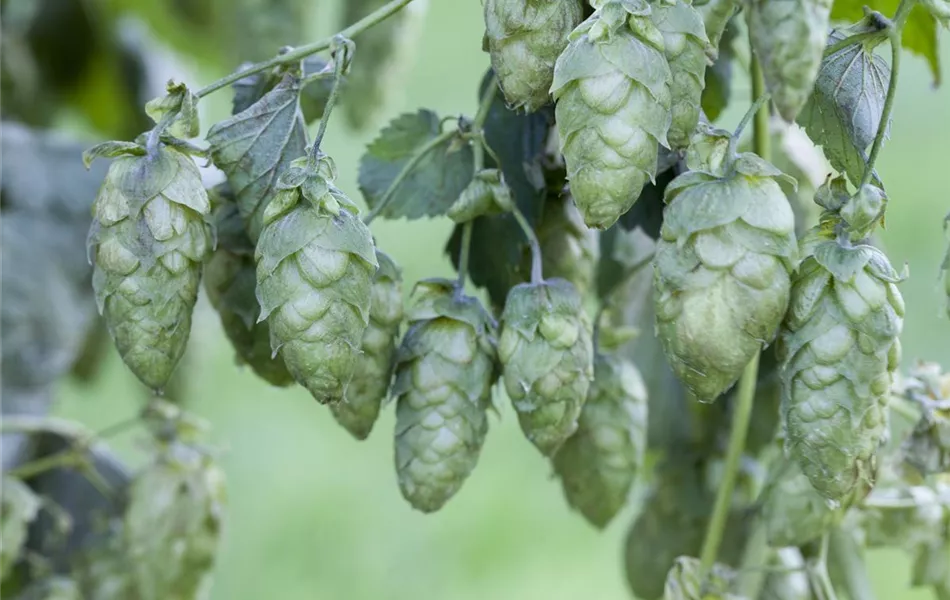 Humulus lupulus