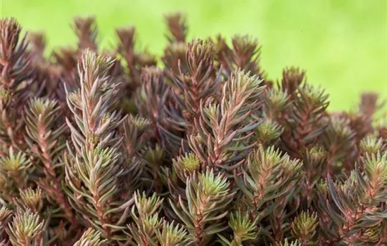 Sedum reflexum 'Chocolate Ball'