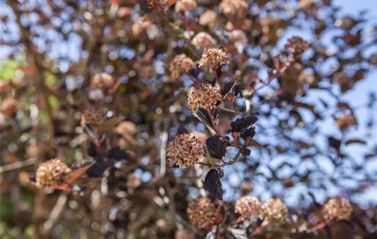 Physocarpus opulifolius 'Tiny Wine'®