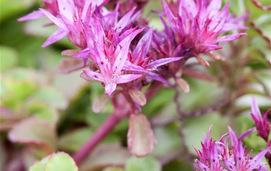 Sedum spurium 'Fuldaglut'