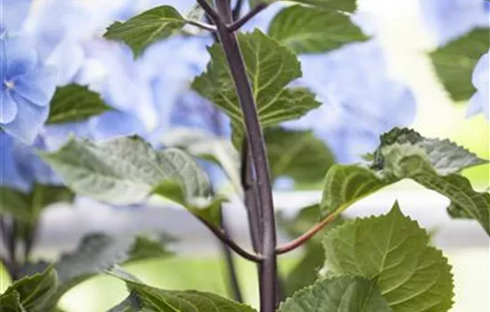 Hydrangea 'Black Steel'®