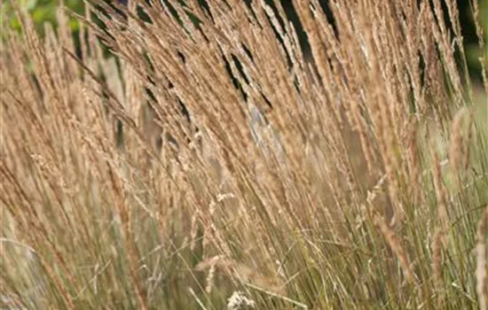 Calamagrostis x acutiflora