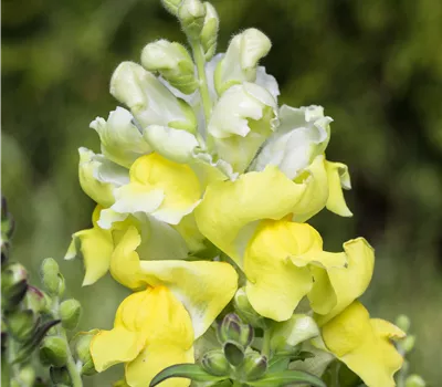 Antirrhinum majus, gelb