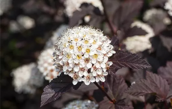 Physocarpus opulifolius 'Summer Wine'®