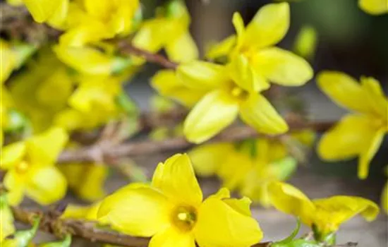 Forsythia x intermedia