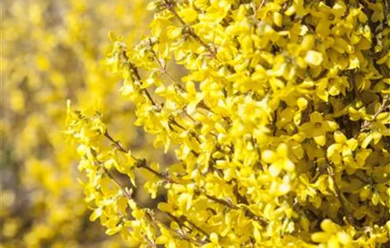 Forsythia x intermedia 'Week End'®