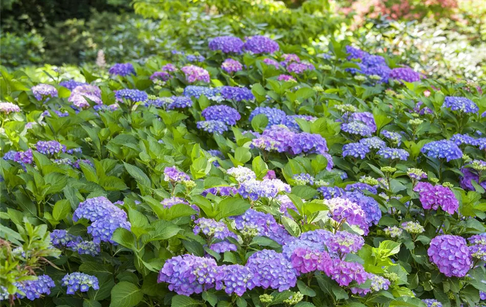 Hydrangea macrophylla