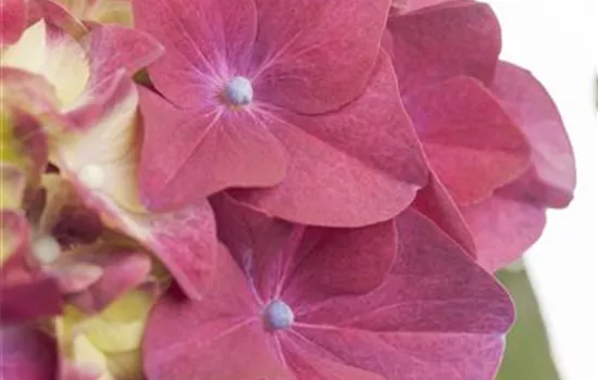 Hydrangea macrophylla, rosa