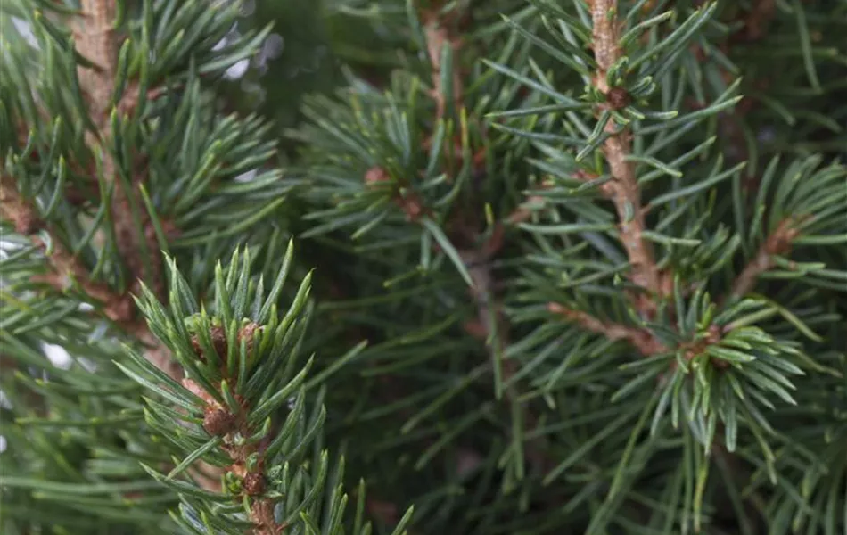 Picea glauca 'Conica'