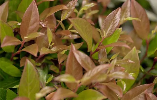 Leucothoe axillaris