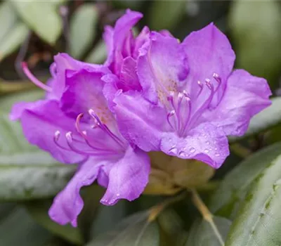 Rhododendron catawbiense