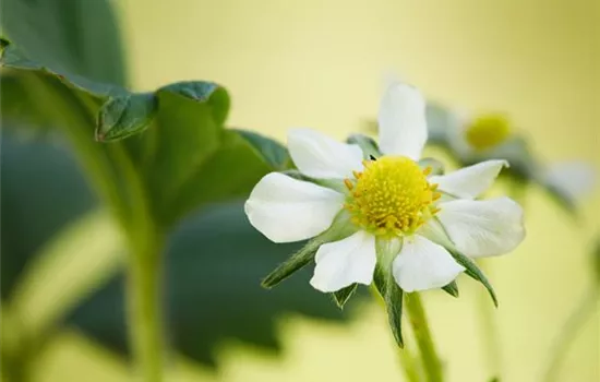 Fragaria x ananassa 'Elan'