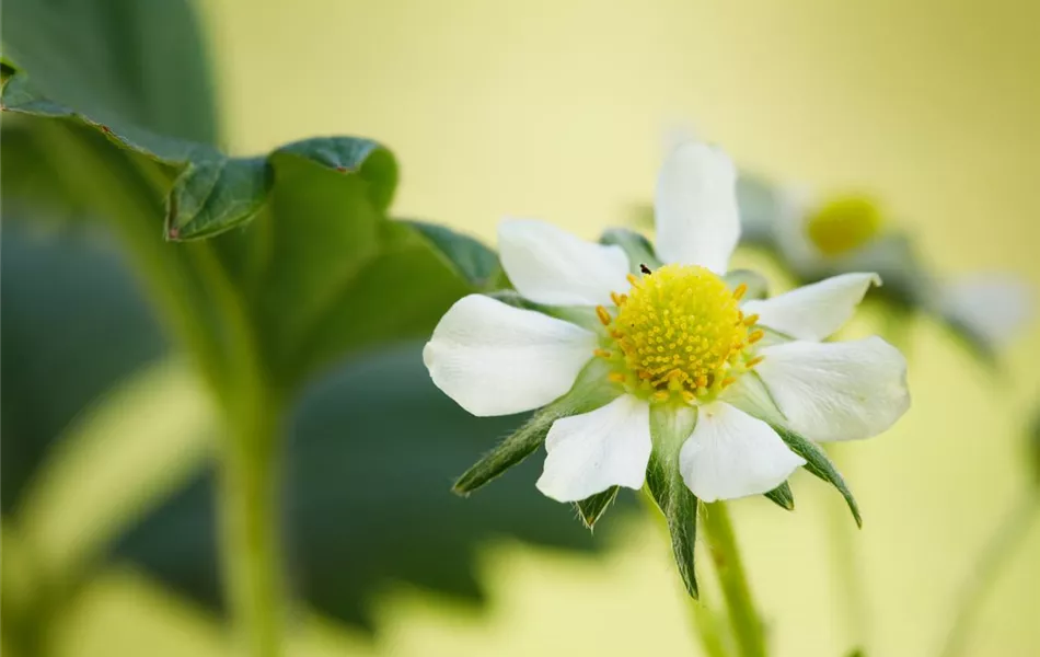 Fragaria x ananassa 'Elan'