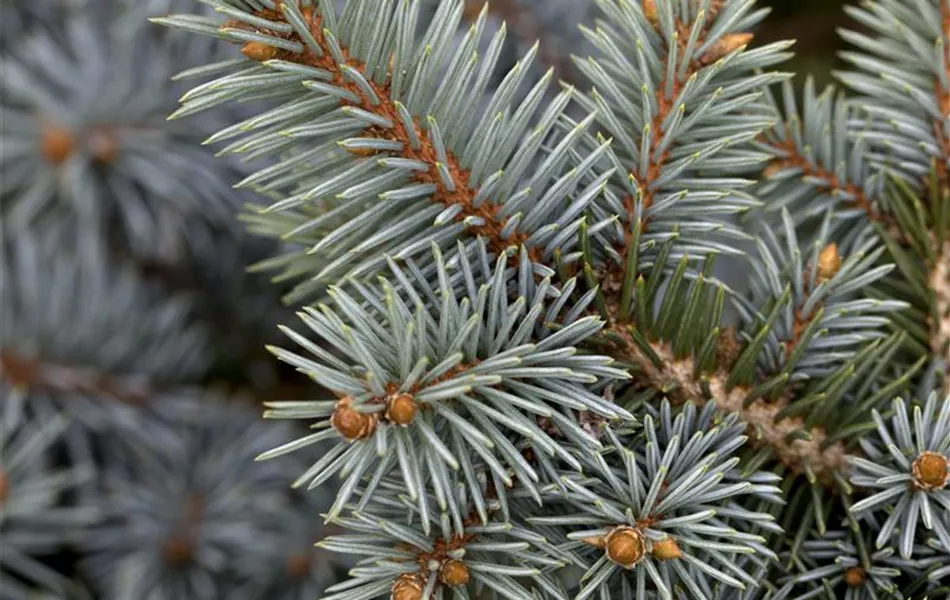 Picea pungens