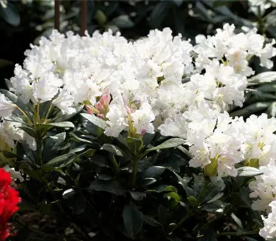 Rhododendron 'Cunningham´s White'