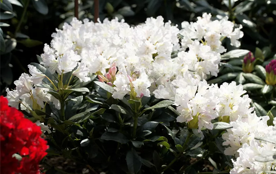 Rhododendron 'Cunningham´s White'