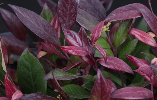 Leucothoe walteri 'Scarletta'®