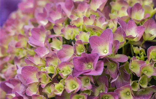 Hydrangea 'Magical'® Four Seasons