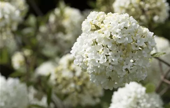 Viburnum 'Eskimo'