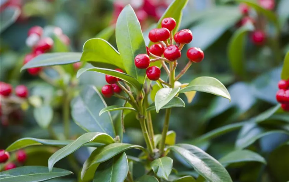 Skimmia japonica