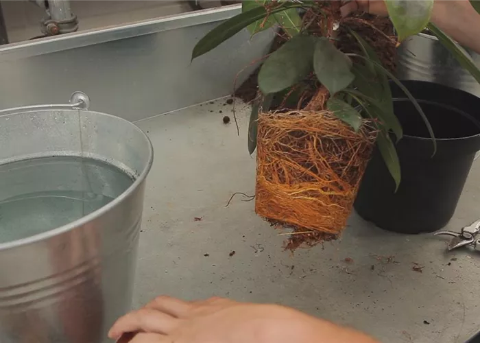 Verzweigter Gummibaum - Umtopfen