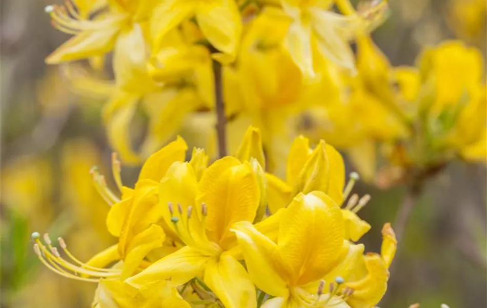 Rhododendron luteum