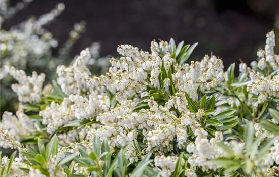 Pieris japonica 'Cupido'