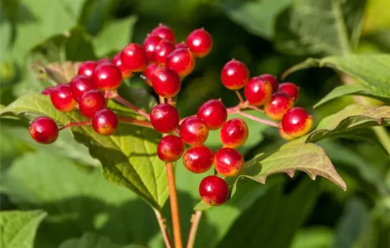 Viburnum opulus