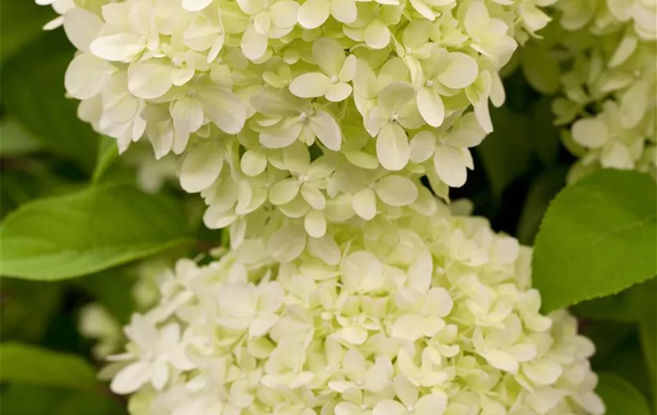 Hydrangea paniculata 'Limelight'(s)