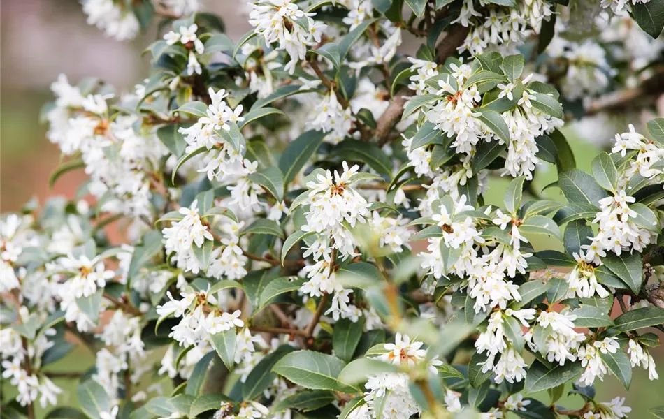 Osmanthus burkwoodii