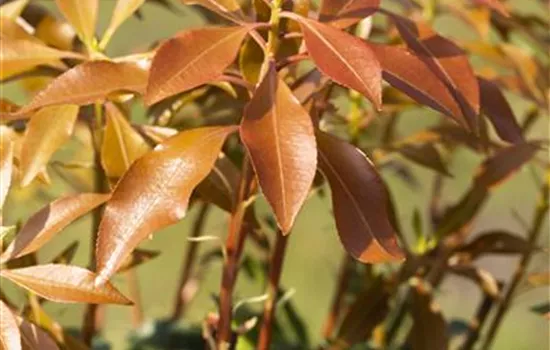 Pieris japonica 'Mountain Fire'