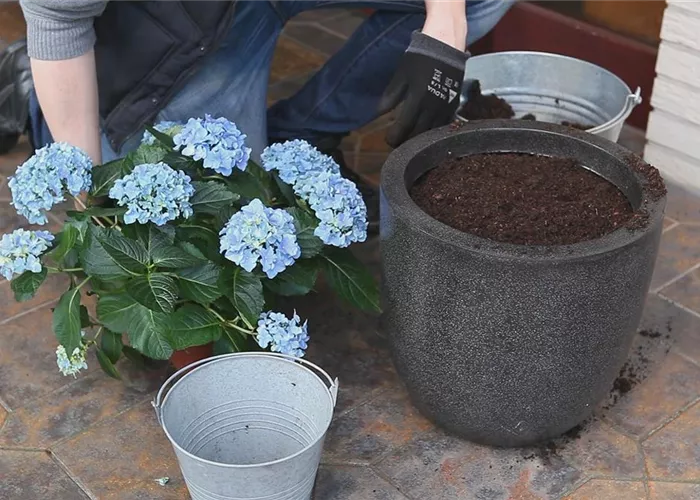 Hortensien - Einpflanzen in ein Gefäß