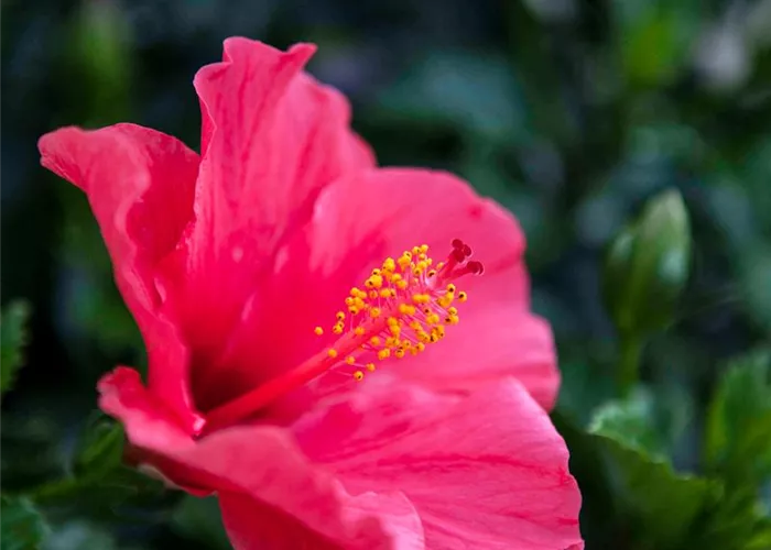 Hibiskus – die tropischen Schönen
