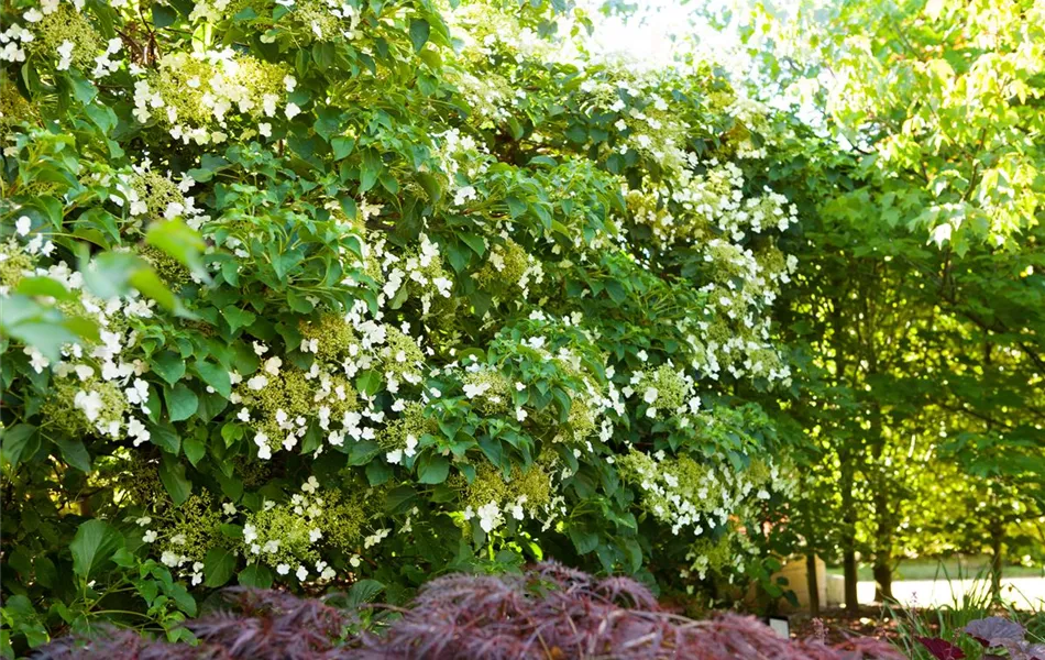 Hydrangea petiolaris