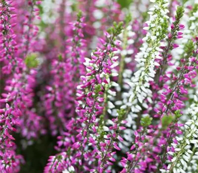 Calluna vulgaris Twingirls®