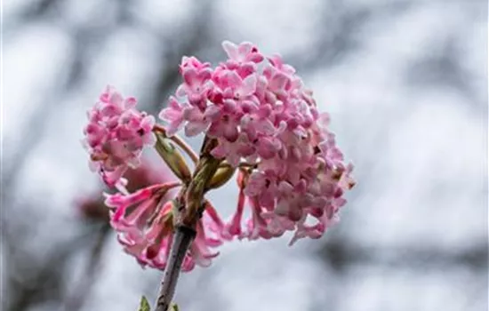 Viburnum x bodnantense