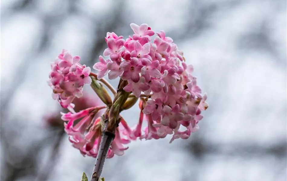 Viburnum x bodnantense