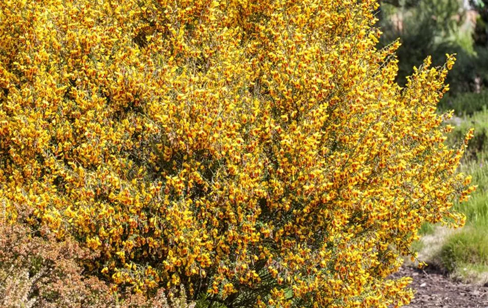 Cytisus scoparius